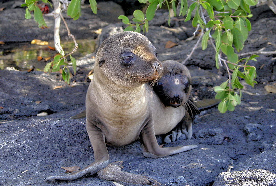 SEELOEWEN BABYS GALAPAGOS EQUADOR 